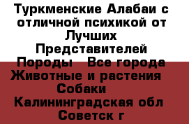 Туркменские Алабаи с отличной психикой от Лучших Представителей Породы - Все города Животные и растения » Собаки   . Калининградская обл.,Советск г.